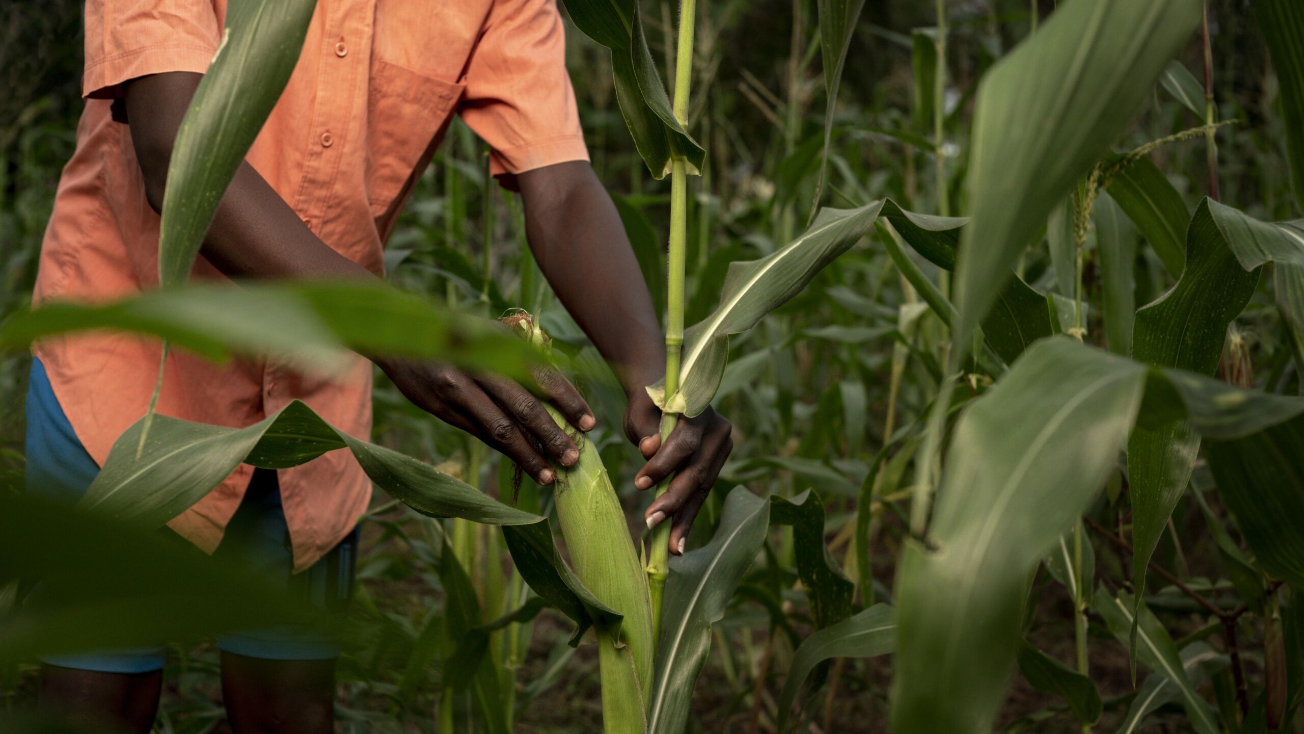 Farmer working in a cornfield